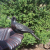 Close up of Cast Iron Bird sitting on BirdBath in black red colour